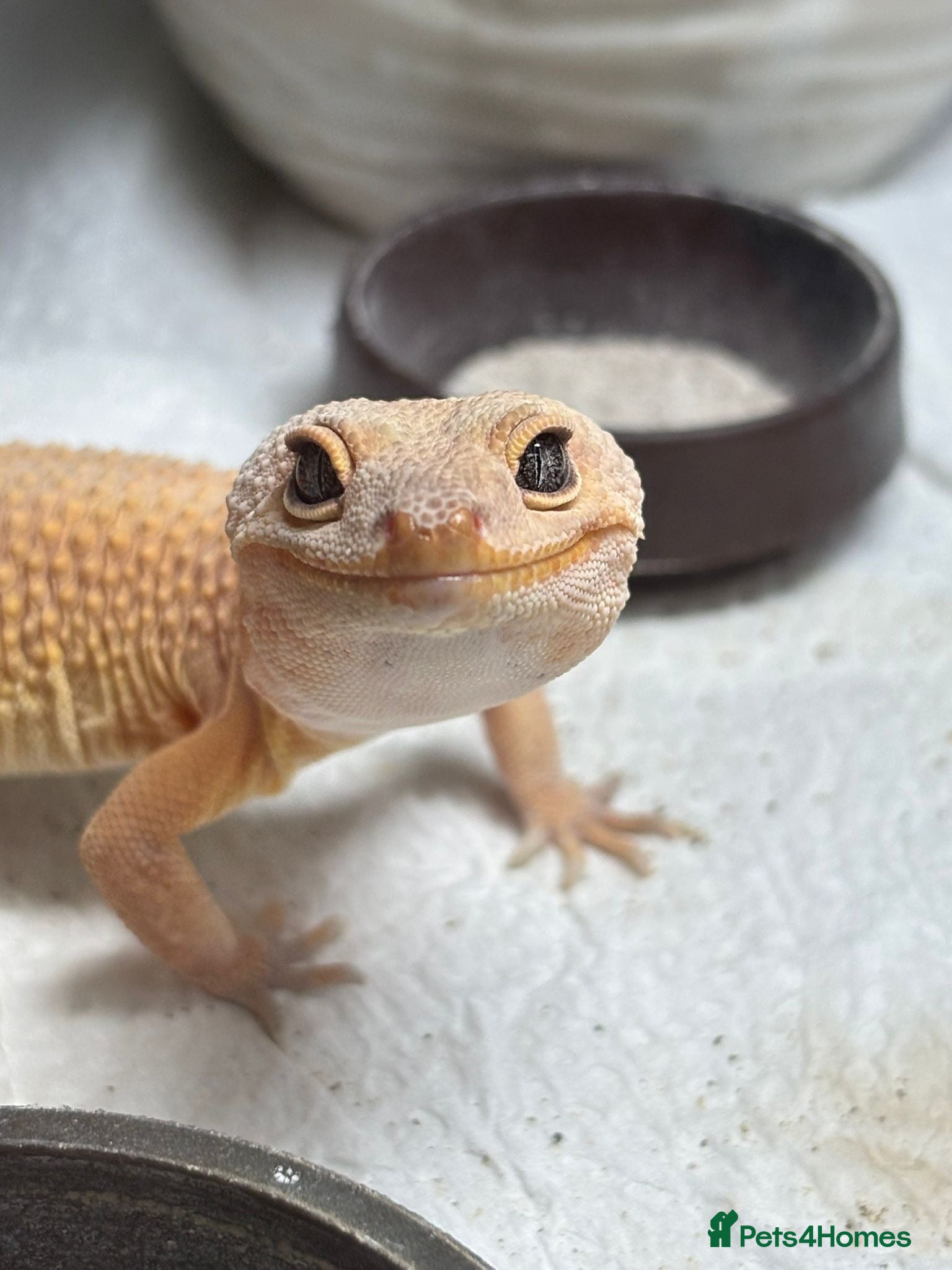 Gecko reptiles Mandarin Leopard Ghecko - Advert 10