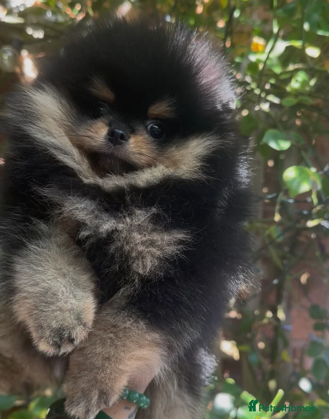 Pomeranian dogs for sale: Teeny tiny male Pomeranian - Advert 1