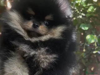Pomeranian dogs Teeny tiny male Pomeranian - Advert 1