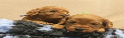 Cavapoo dogs for sale: Gorgeous Cavapoo Boy & Girl Available  in Southampton - Advert 6