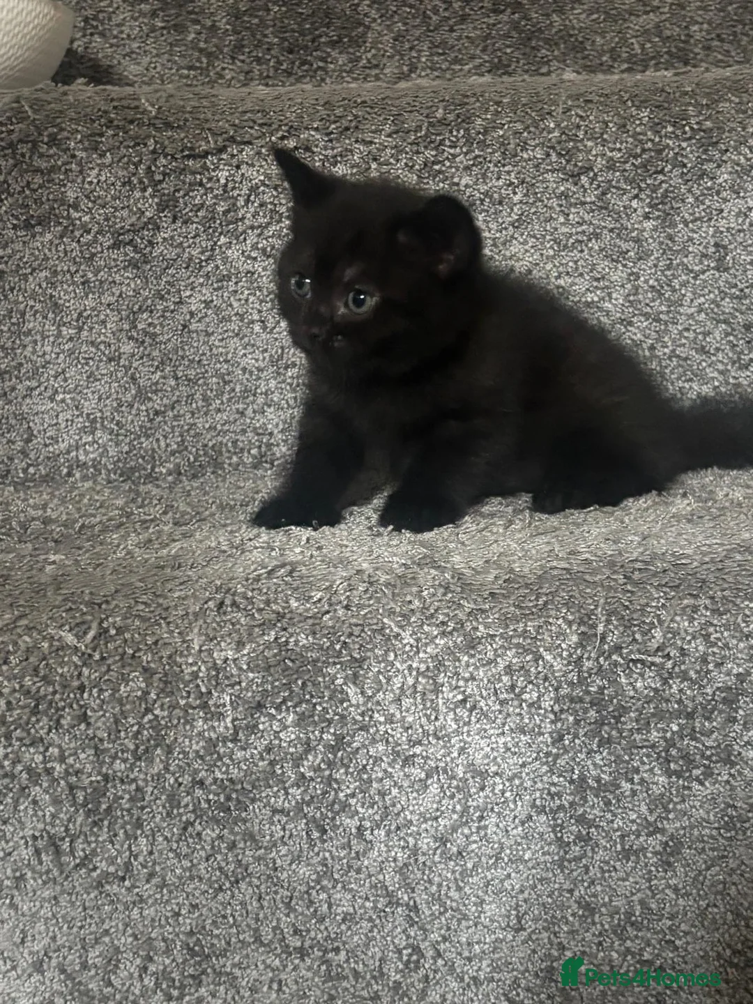 Mixed Breed cats for sale: Adorable mixed breed of Britishshorthair Kittens   - Advert 2