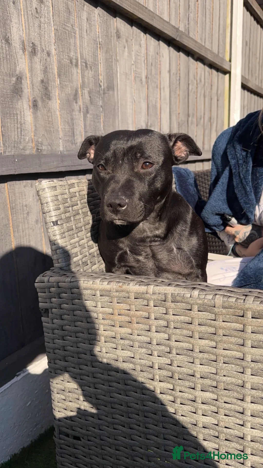 Staffordshire Bull Terrier dogs for sale: Staff terrier - Advert 2