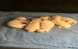 Ragdoll cats for sale: 4xfemales , 1xmale - Advert 18