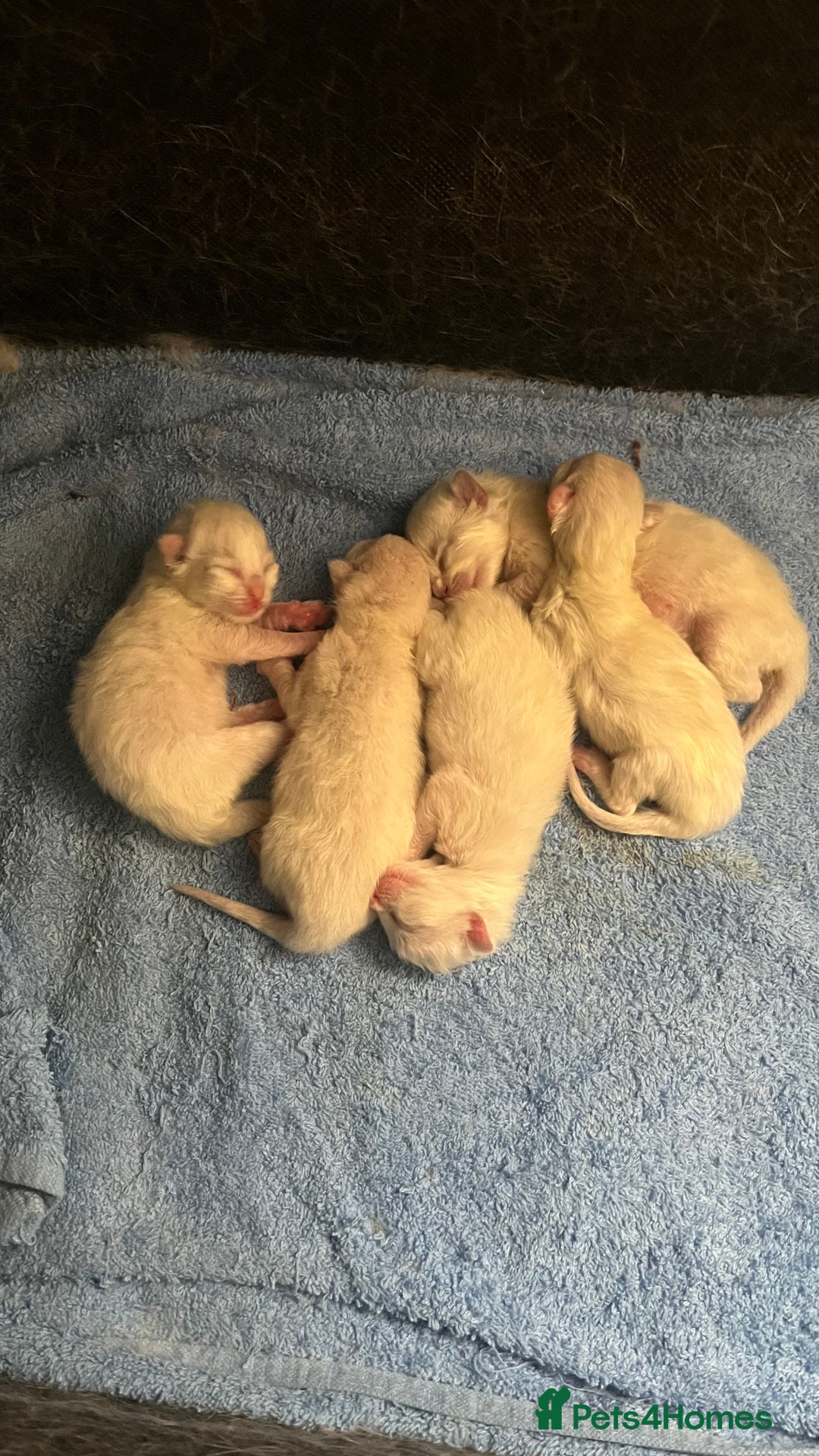 Ragdoll cats for sale: 4xfemales , 1xmale - Advert 18