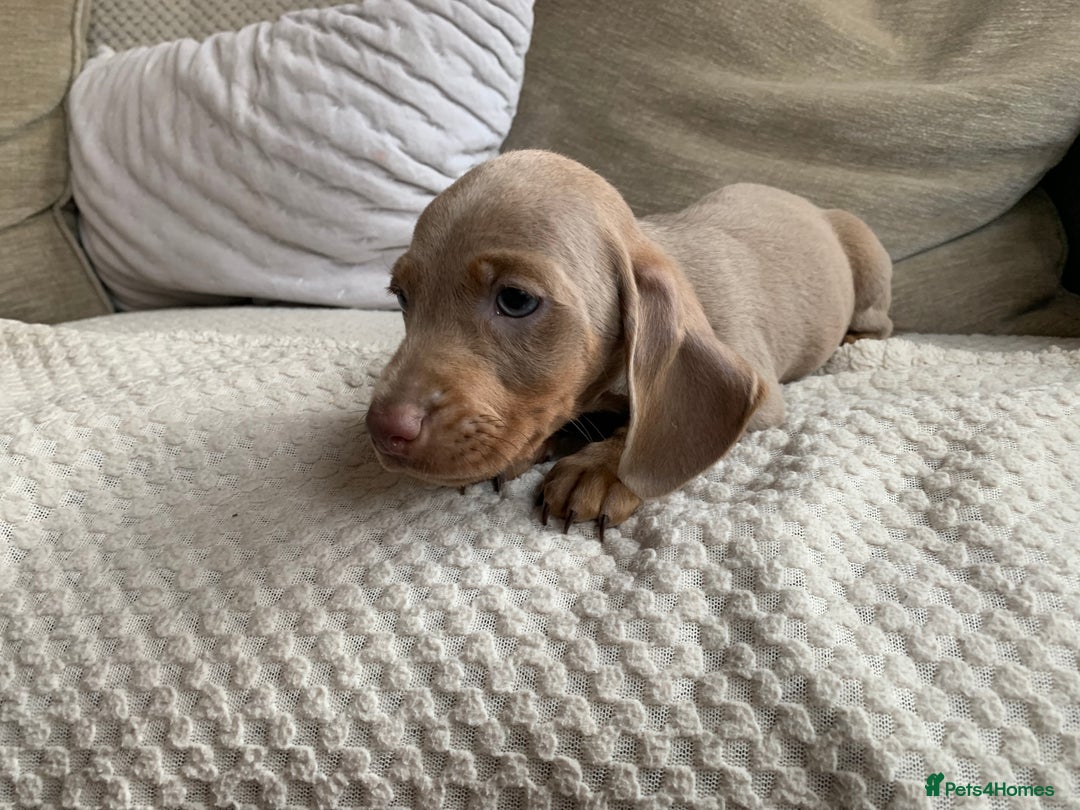 Dachshund dogs for sale: 🌈🌈rainbow litter 🌈🌈 - Image 8