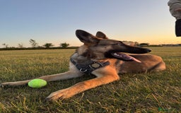 Mixed Breed dogs for sale: German Shepard X Belgium Malinos  - Image 3
