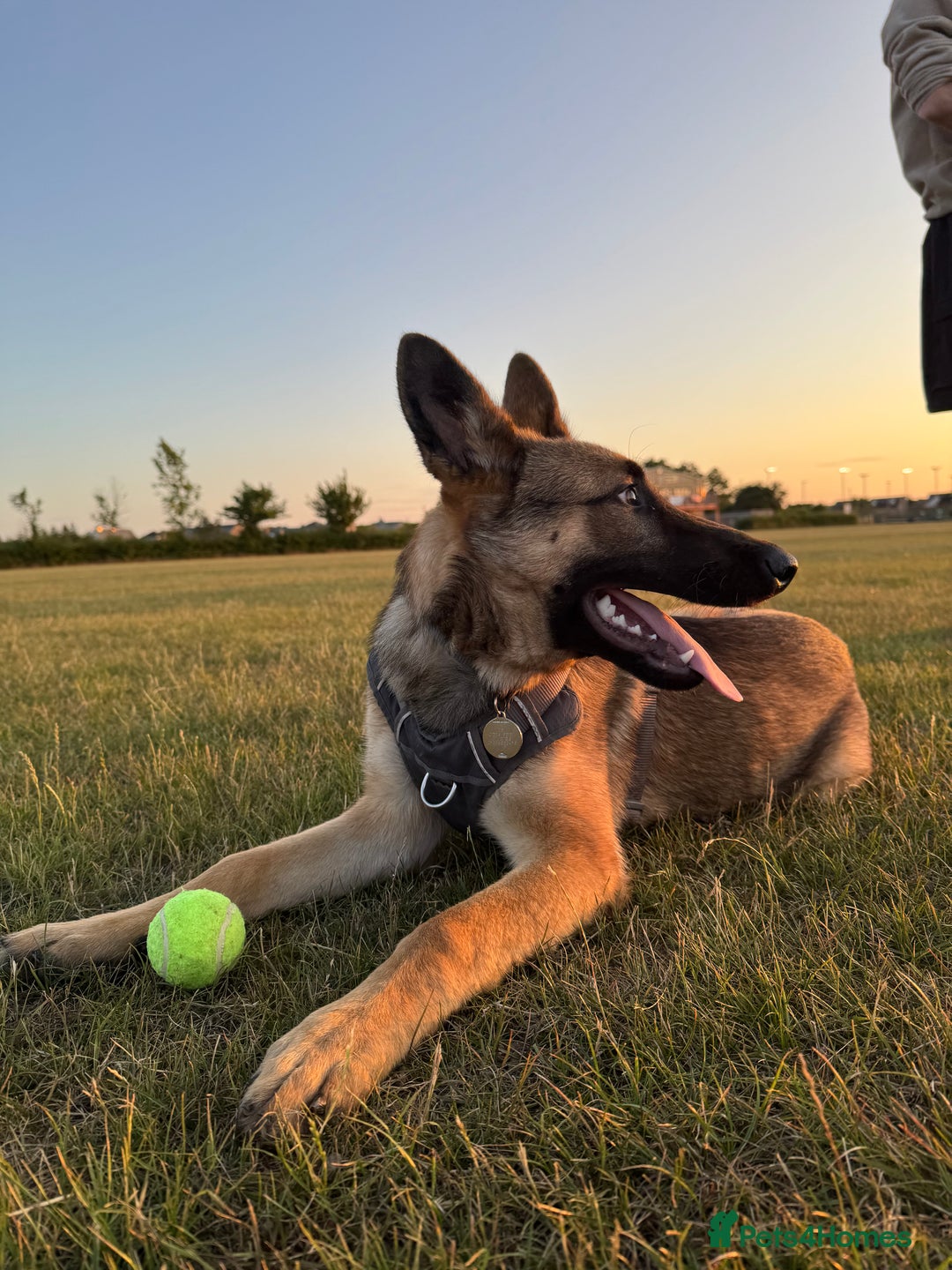 Mixed Breed dogs for sale: German Shepard X Belgium Malinos  - Image 3