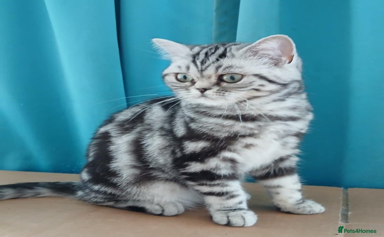 British Shorthair cats - Advert 7