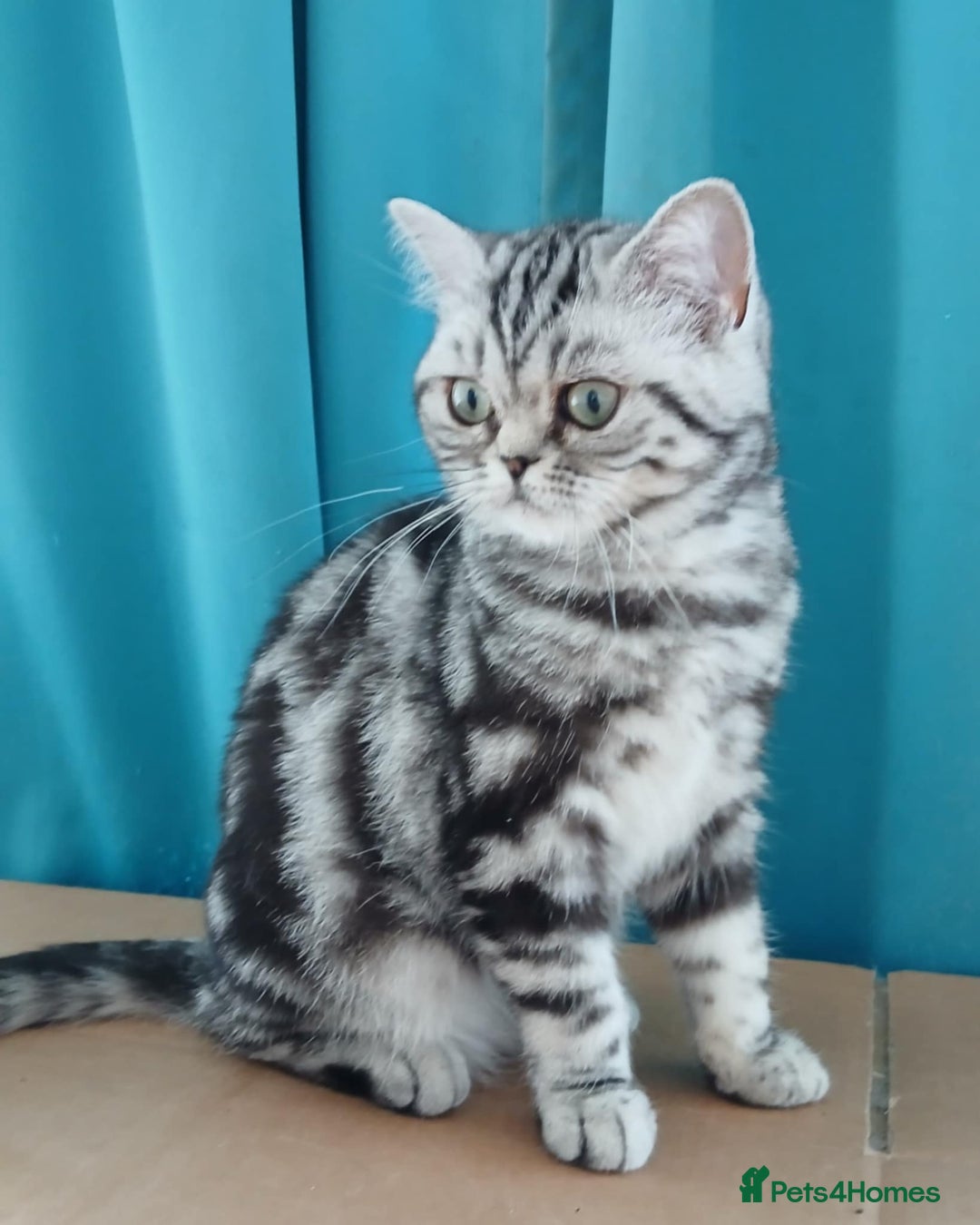 British Shorthair cats for sale: BSH.Silver Classic Tabby.ACTIVE. - Image 5