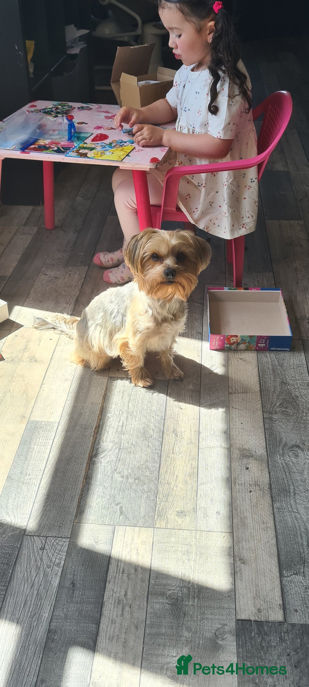Yorkshire Terrier dogs for sale: Tiny beautiful Yorkshire Terrier - Image 7
