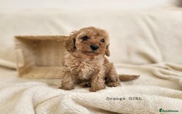 Cavapoo dogs for sale: Adorable F1b Cavapoo Puppies Ready from 20th Sept - Image 19