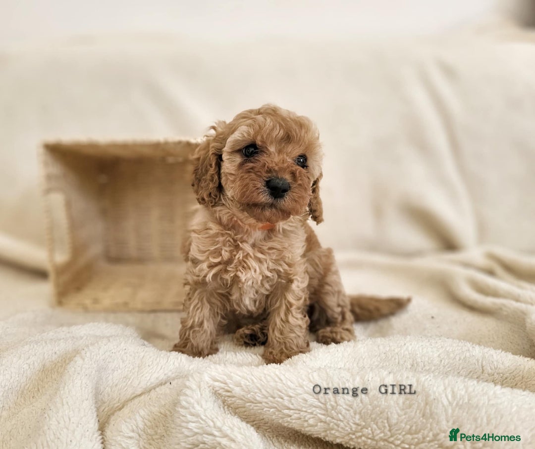 Cavapoo dogs for sale: Adorable F1b Cavapoo Puppies Ready from 20th Sept - Image 19