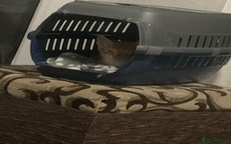 Mixed Breed cats for sale: Sweet kitten needing home ASAP - Image 5