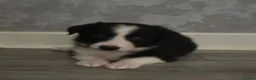 Border Collie dogs for sale: Beautiful border collie puppies  - Advert 4