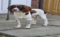Springador dogs for sale: Two springador puppies - Image 19