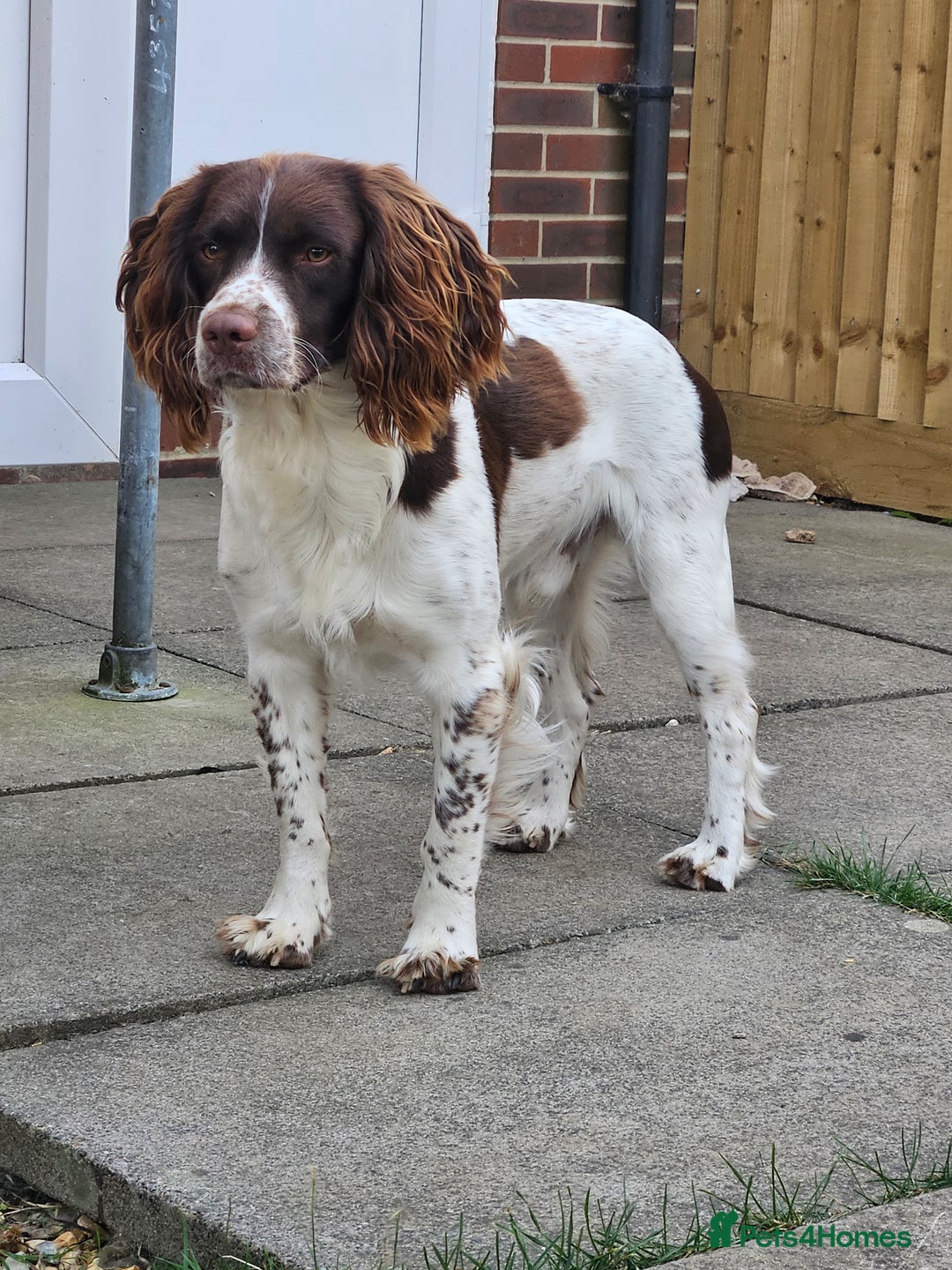 Springador dogs for sale: Two springador puppies - Image 19