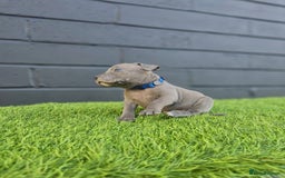 Staffordshire Bull Terrier dogs for sale: Blue Staffordshire Bull Terrier Champion Pups - Image 12