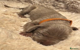 Weimaraner dogs for sale:  KC Reg Weimaraner Pups from Champion Bloodlines ✨ - Image 10