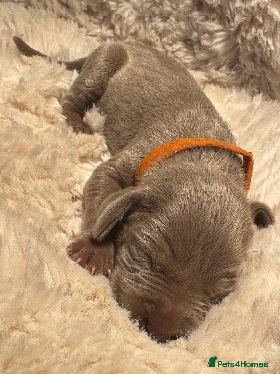 Weimaraner dogs for sale:  KC Reg Weimaraner Pups from Champion Bloodlines ✨ - Image 10