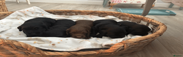Cocker Spaniel dogs for sale: Gorgeous Working Cocker Spaniel Puppies 🐾 - Advert 7