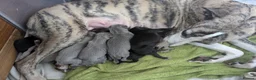 Whippet dogs for stud: KC Registered Blue Whippet Proven Stud Dog in Barnsley - Advert 6