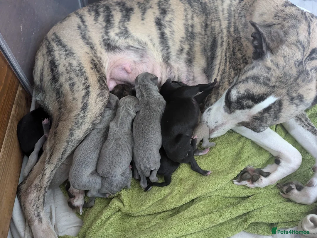 Whippet dogs for stud: KC Registered Blue Whippet Proven Stud Dog in Barnsley - Advert 6