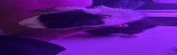 Guinea Pig rodents for sale: bonded guinea pigs for sale - Advert 20
