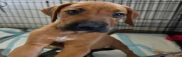 Mixed Breed dogs for sale: 2 Lurcher x Boxer puppies - Advert 16