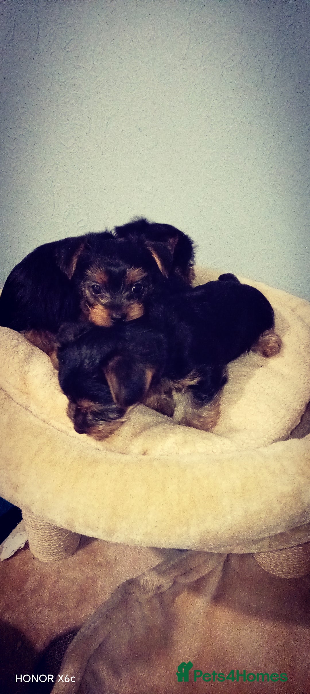 Yorkshire Terrier dogs for sale: Sweet Yorkshire Terriers — Ready to Snuggle! - Advert 5