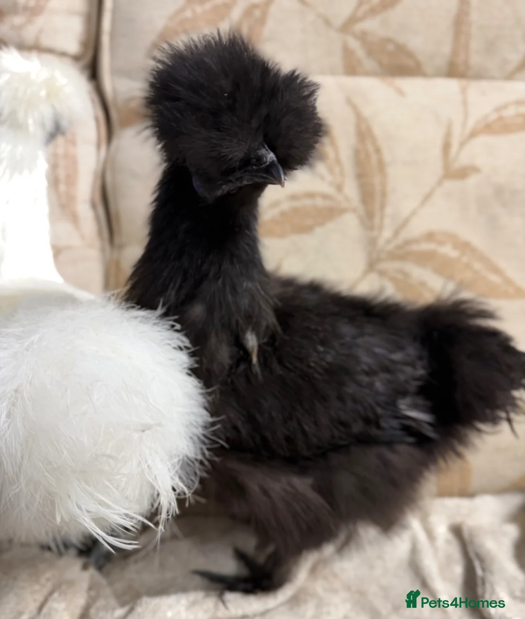 Chickens poultry for sale: 5 x silkie pullets - Advert 4