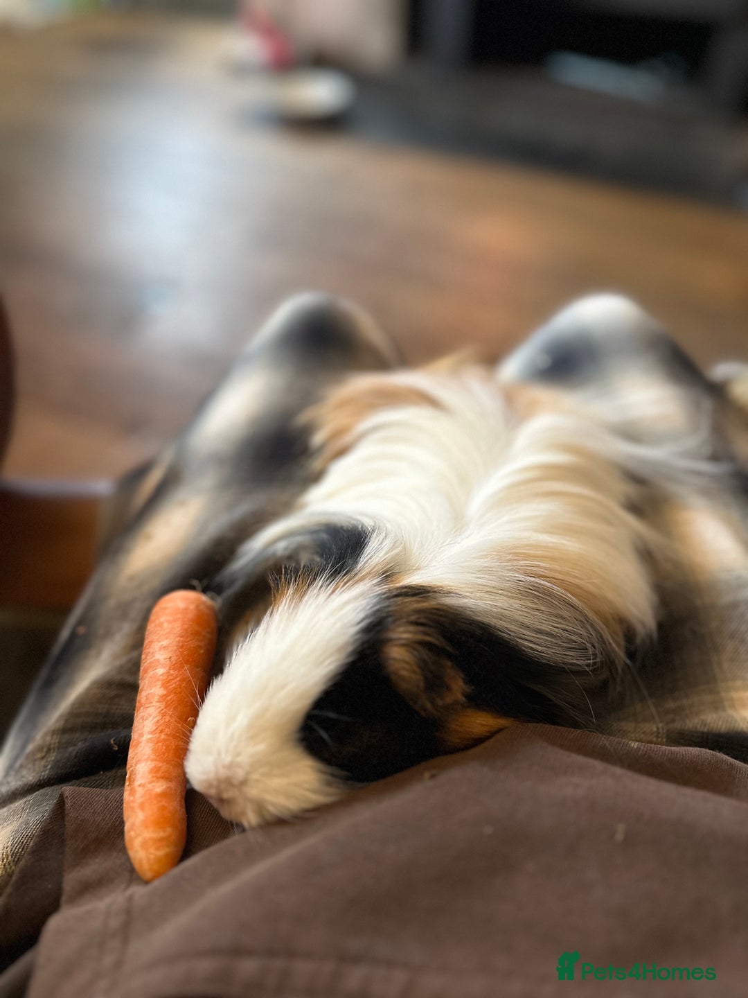 Guinea Pig rodents for sale: Male Guinea Pig, 14 months old  - Advert 3