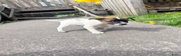 Jack Russell dogs for sale: One little male Jack Russell - Advert 5