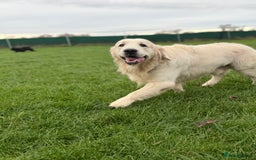 Golden Retriever dogs for stud: KC English CREAM retriever STUD…. - Advert 11