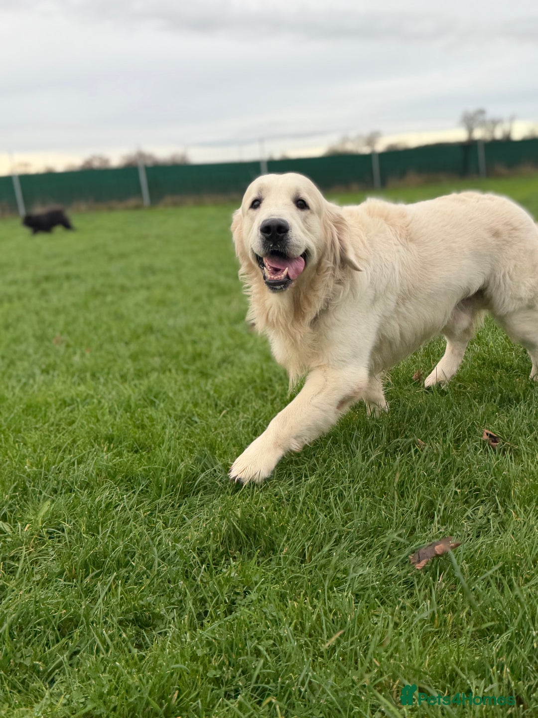 Golden Retriever dogs for stud: KC English CREAM retriever STUD…. - Advert 11