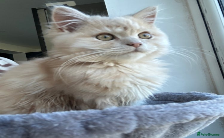 Persian cats - Advert 4