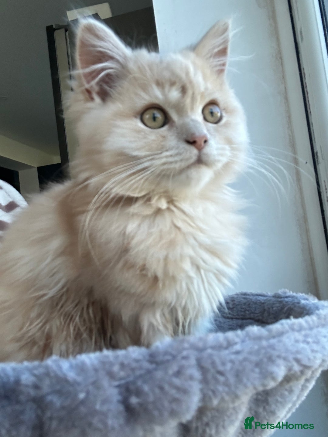 Persian cats for sale: Persian cross Kitten  - Image 1