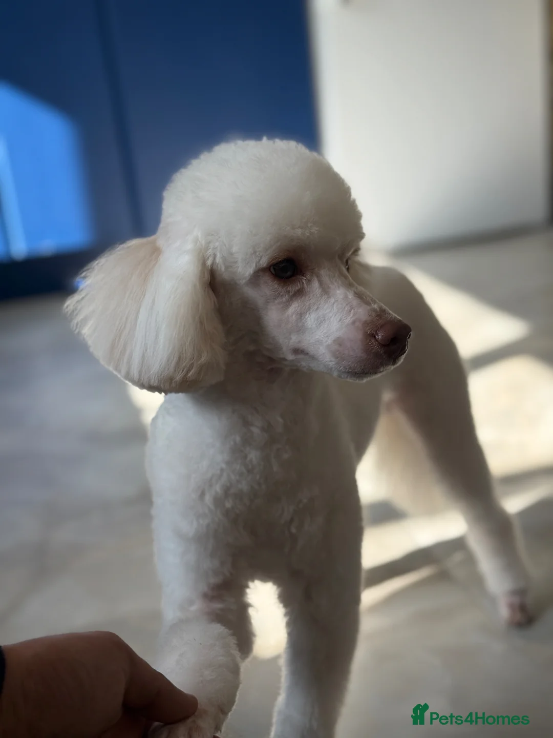 Miniature Poodle dogs for sale: Miniature poodle - Advert 1
