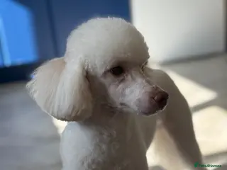 Miniature Poodle dogs Miniature poodle - Advert 17