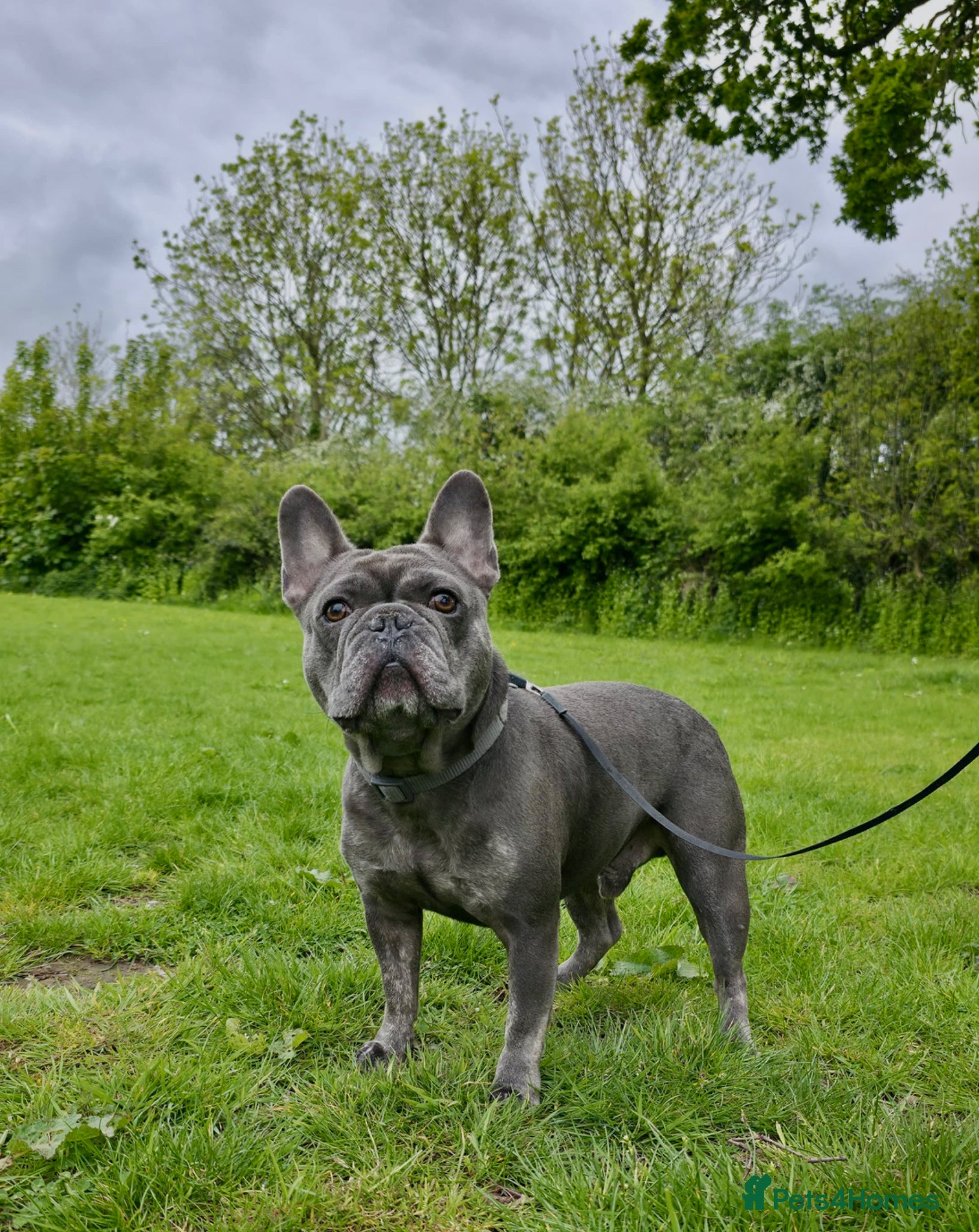 French Bulldog dogs KC Registered French Bulldog 2y.o Male (Castrated) - Advert 2