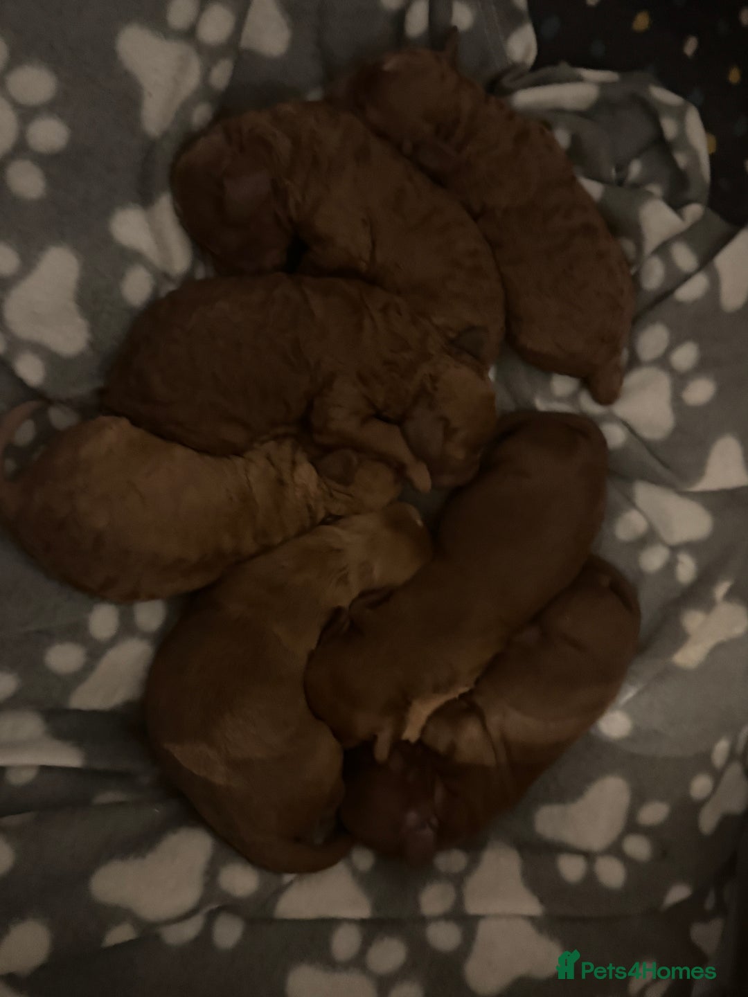 Cockapoo dogs for sale: Cockapoo puppies in Preston - Image 12