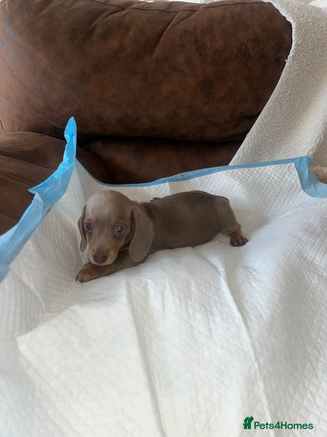 Miniature Dachshund dogs for sale: Miniature Dachshund Puppies - Image 4