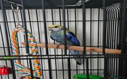Parrots birds for sale: Pale Headed Rosella  - Image 1