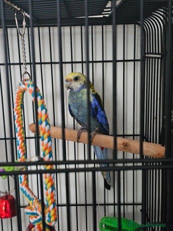 Parrots birds - Advert 16