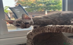 Bengal cats for sale: Beautiful Bengal Kittens Tica Registered 🌈🐾 - Image 7