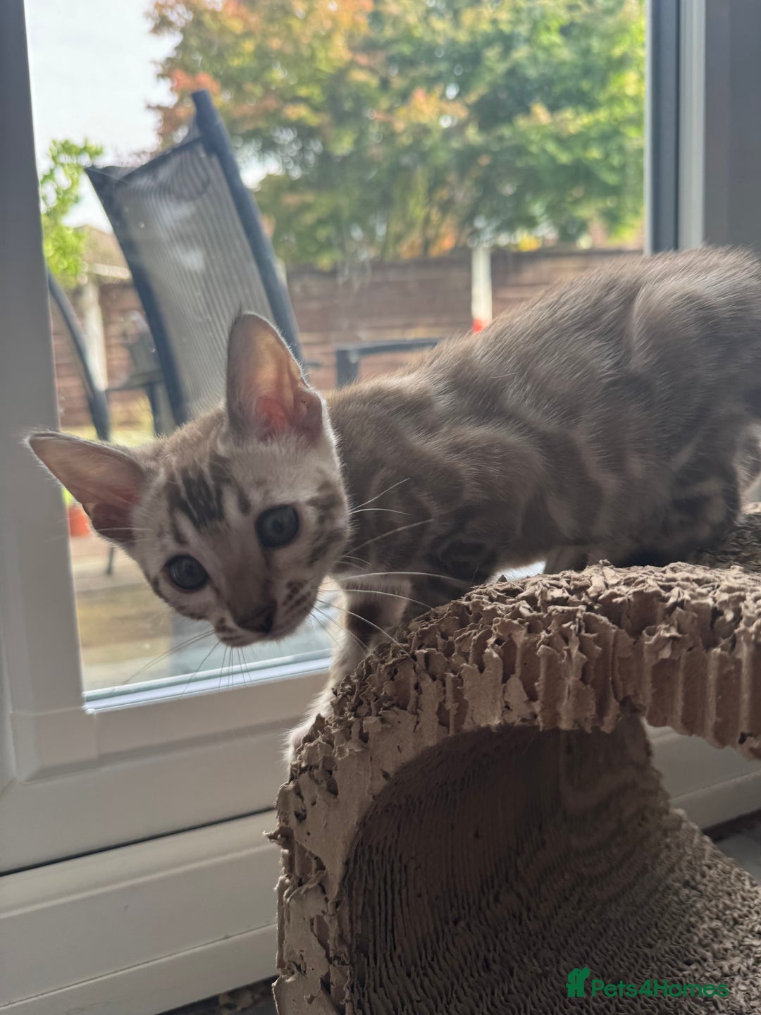 Bengal cats for sale: Beautiful Bengal Kittens Tica Registered 🌈🐾 - Image 7