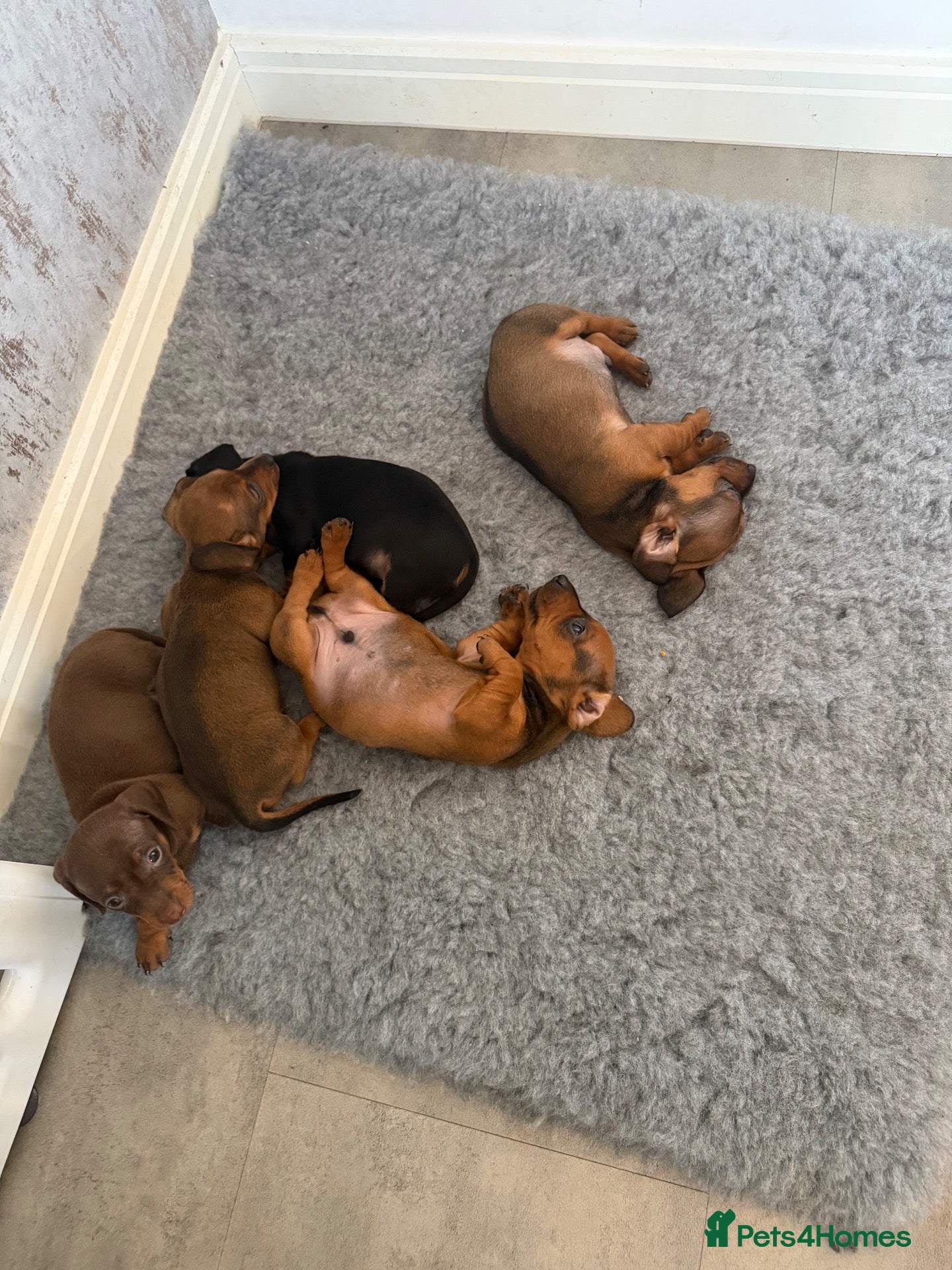 Dachshund dogs Dachshund puppies for sale - Advert 3