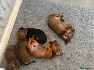 Dachshund dogs Dachshund puppies for sale - Advert 2