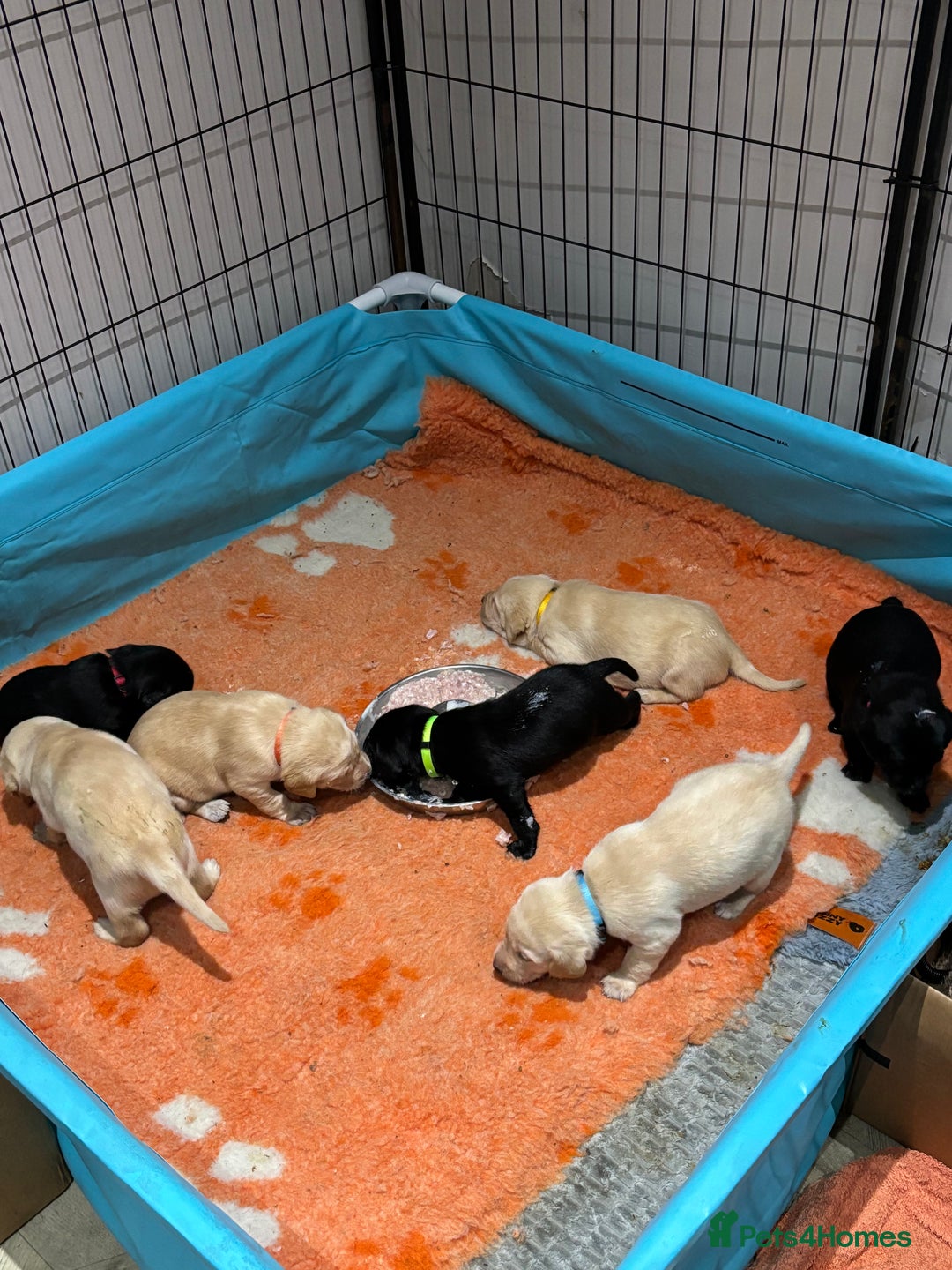 Labrador Retriever dogs for sale: Labrador Retriever puppies for  sale - Image 4