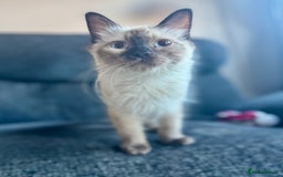 Ragdoll cats for sale: 6 month old chocolate seal point  - Image 2