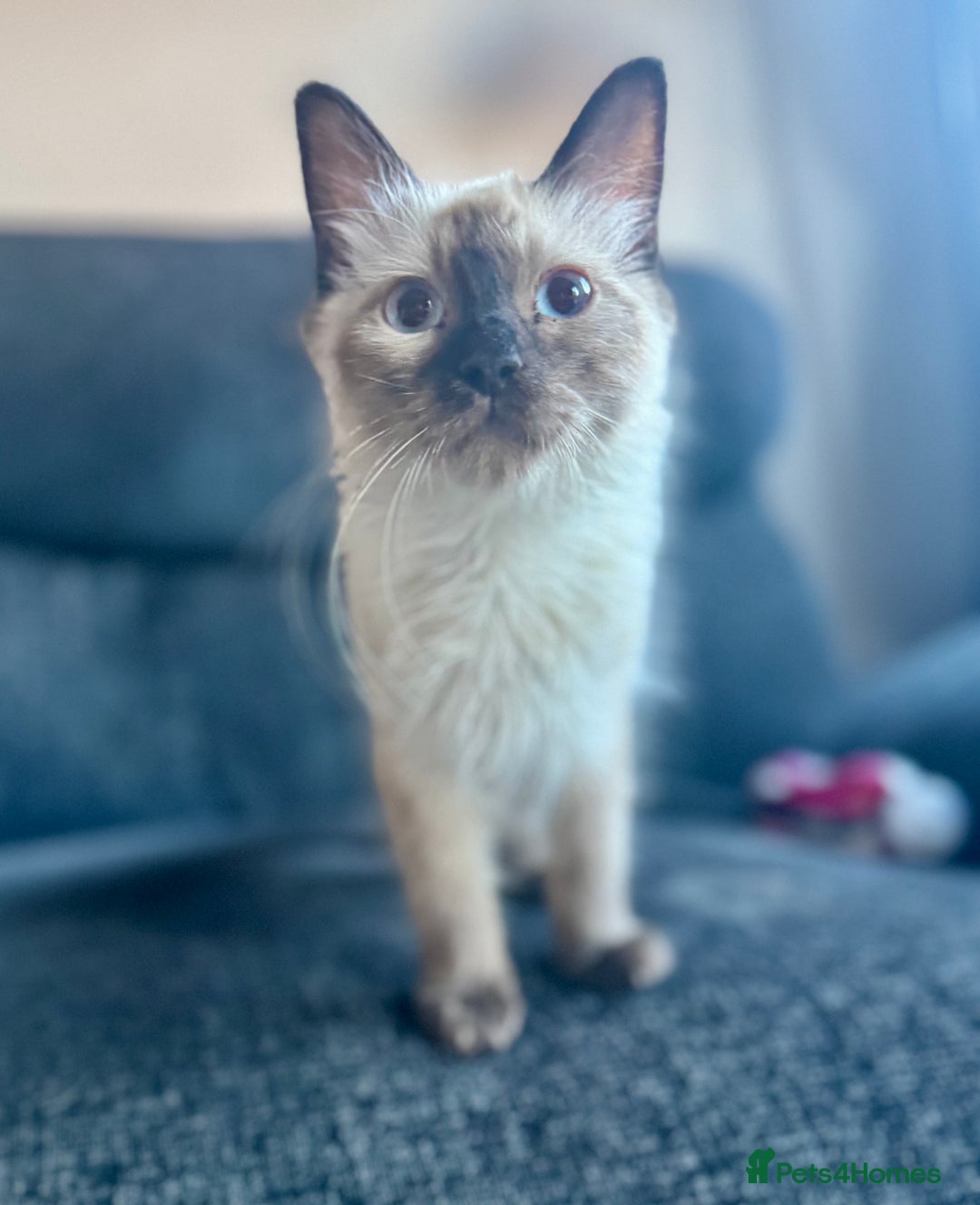 Ragdoll cats for sale: 6 month old chocolate seal point  - Image 2